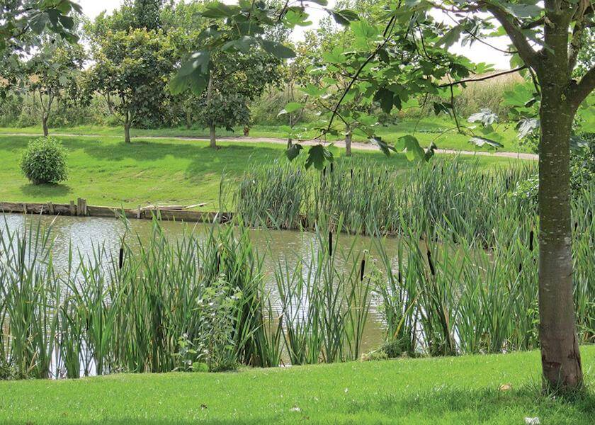 Park Grounds