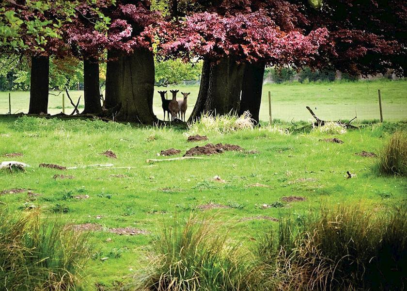 Park Grounds