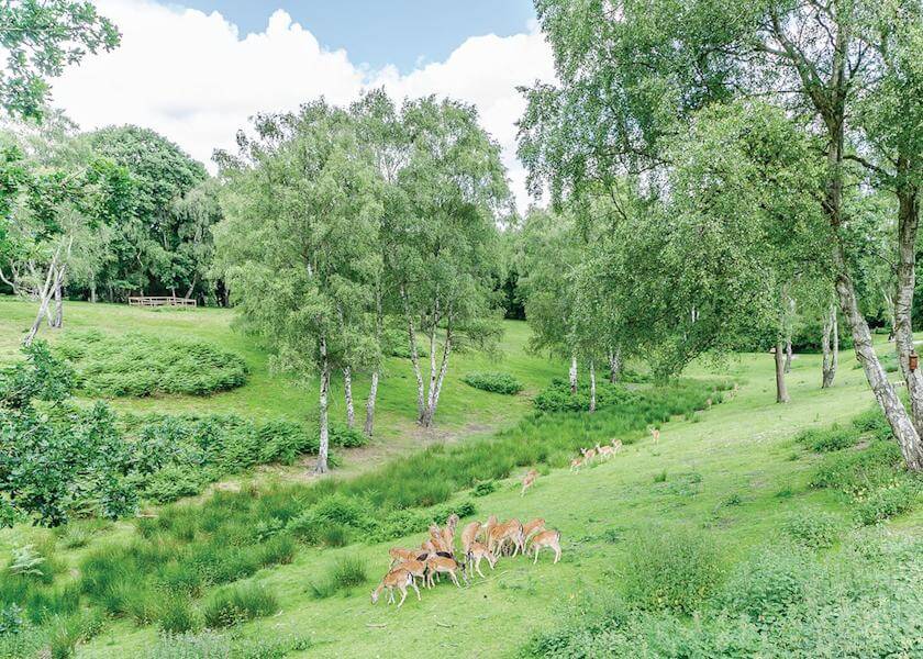 Park Grounds